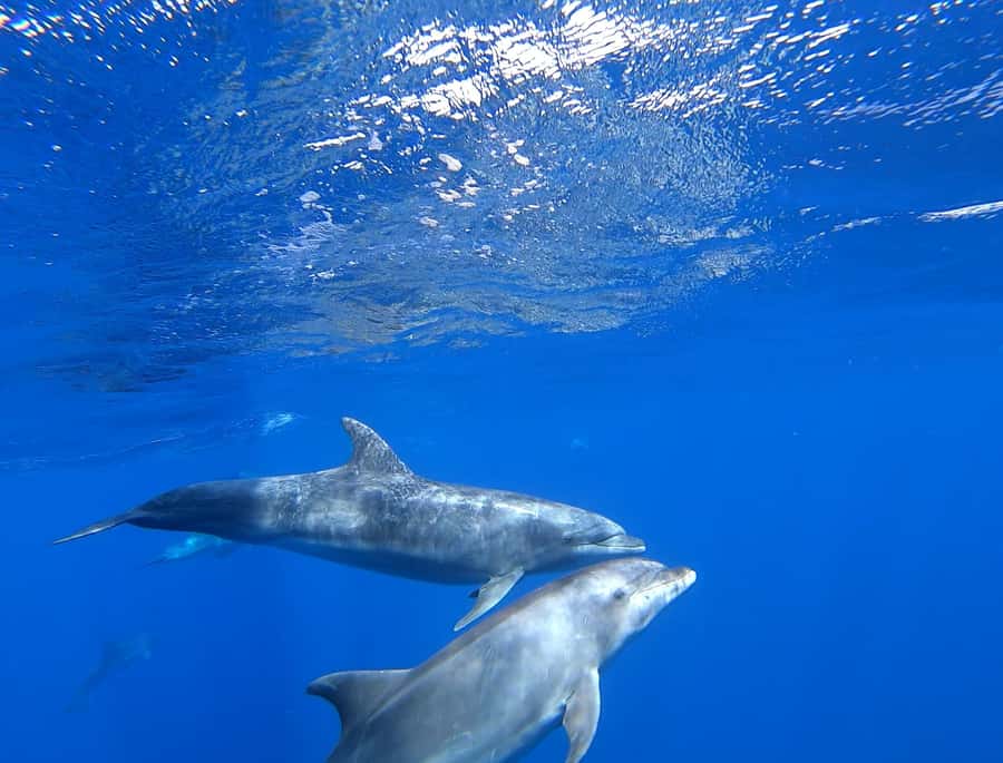 3-hour Catamaran Adventure on the waters of Sal Island - Wildlife Encounters: Plan for the Sail, Hope for the Dolphins