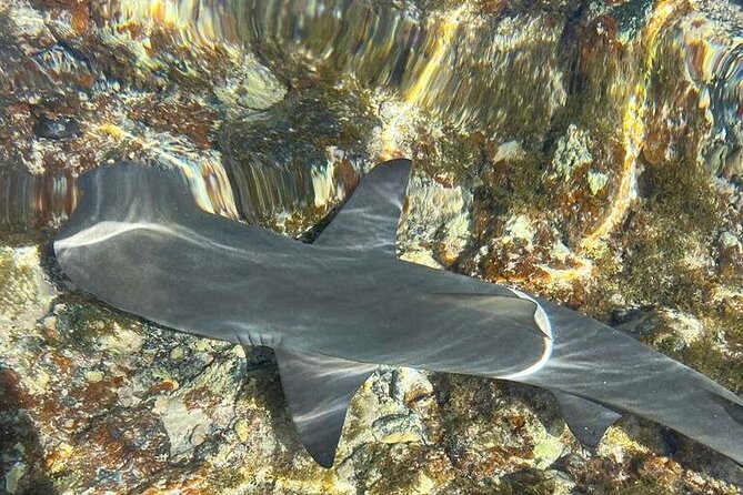 3-Hour Shark Bay and Salt Lakes in Sal Island Guided Tour - Getting In The Water With Baby Lemon Sharks