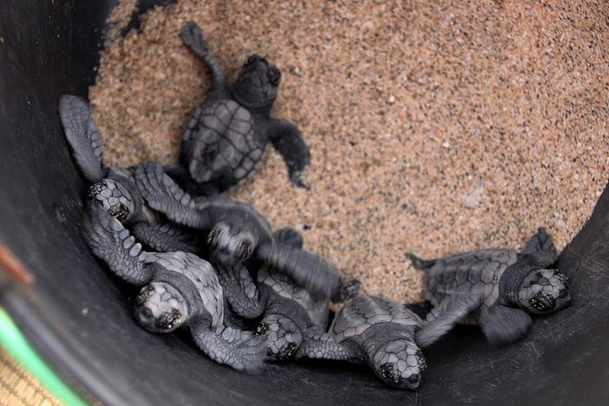 4h Turtle Watching with SSV Buggy Night 4WD - Stop 2 at Serra Negra: the black mountain and the beach beneath it