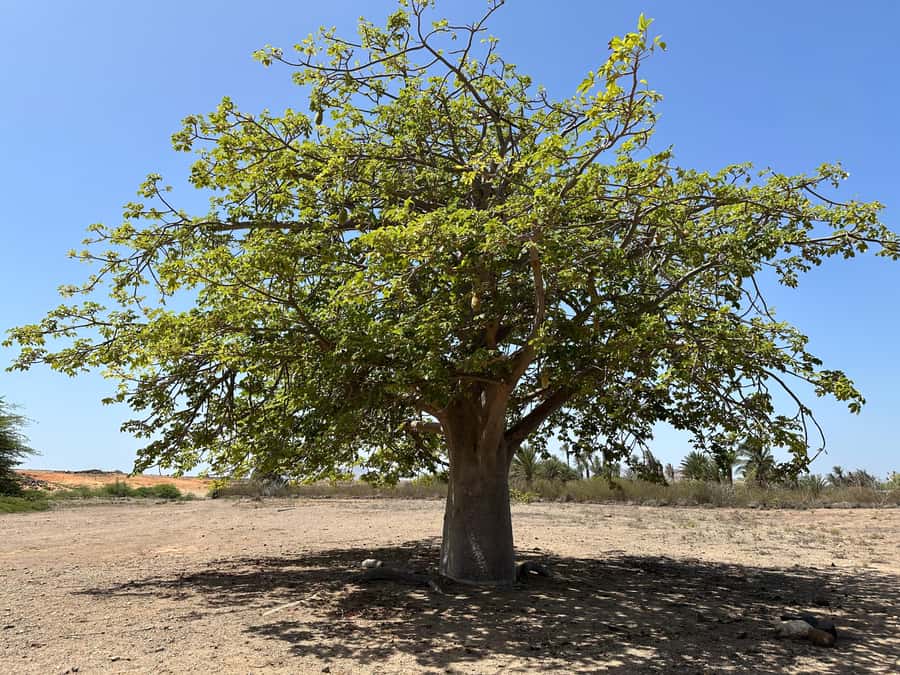 Boa Vista Buggy Tour: Death Valley Adventure (2-Hour) - Fonte Vicente and the Baobab Tree: A Quick Finale With Real Character