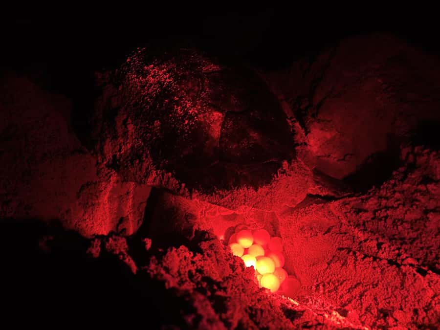 Boa Vista: Guided Turtle Experience with a Certified Guide - Loggerhead Turtle Nesting on Boa Vista, in a Small Group