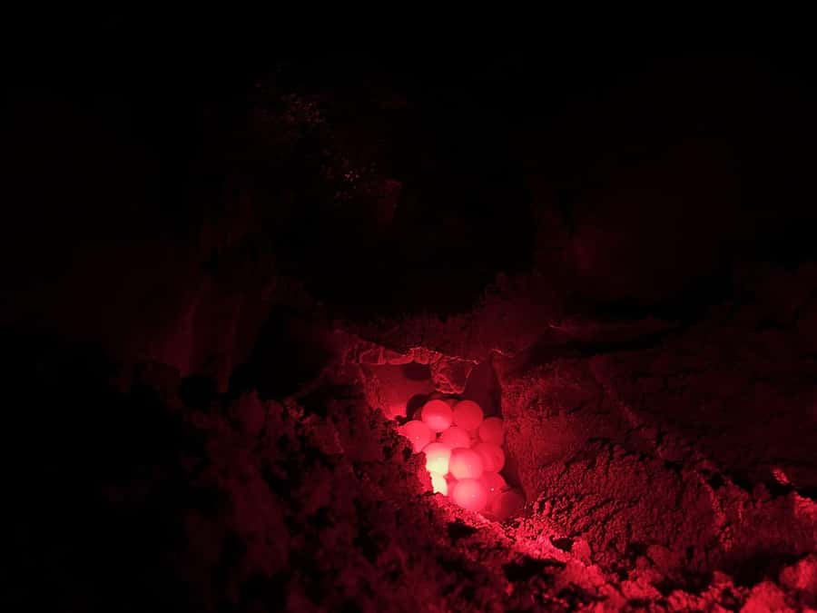 Boa Vista: Guided Turtle Experience with a Certified Guide - Meet the Guides and What You Learn Before the Nesting