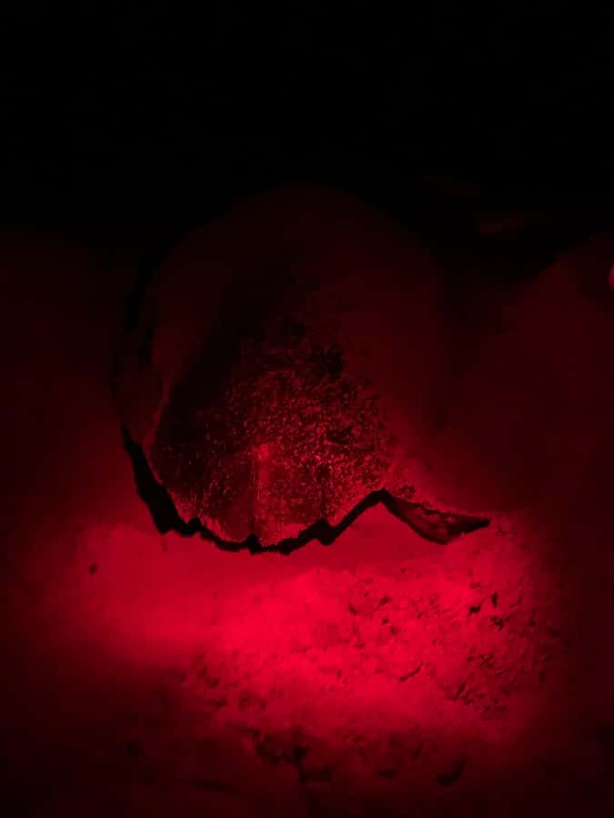 Boa Vista: Guided Turtle Experience with a Certified Guide - How the 2-Hour Tour Flows, From Pick-Up to Beach Waiting