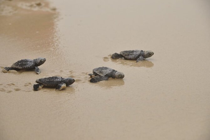 Boa Vista Island: Full-Day Wild Beaches & Viana Desert Experience - From Sal Rei Pickup to Wild Beach Backcountry