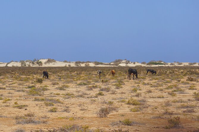 Boa Vista Island: Full-Day Wild Beaches & Viana Desert Experience - João Barrosa Off-Road to a Wild Beach Break