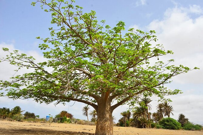 Boa Vista Island: Full-Day Wild Beaches & Viana Desert Experience - Ervatão Beach, Turtle Nesting, and the Swim If Conditions Allow