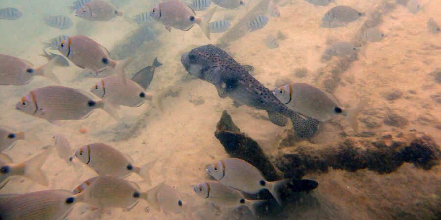 Boa Vista: Motoryacht Trip with Fishing, Snorkel, Beach BBQ - Snorkeling near the islet reef: 45 minutes, gear included