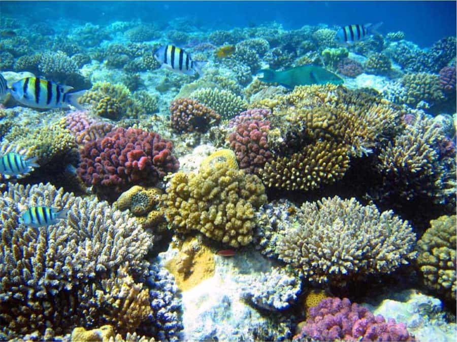 Boa Vista Reef Snorkeling in Gatas Bay / Aperitif with Locals - Key highlights you should care about