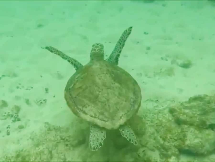 Boa Vista Reef Snorkeling in Gatas Bay / Aperitif with Locals - Gatas Bay Reef, what you’re really signing up for
