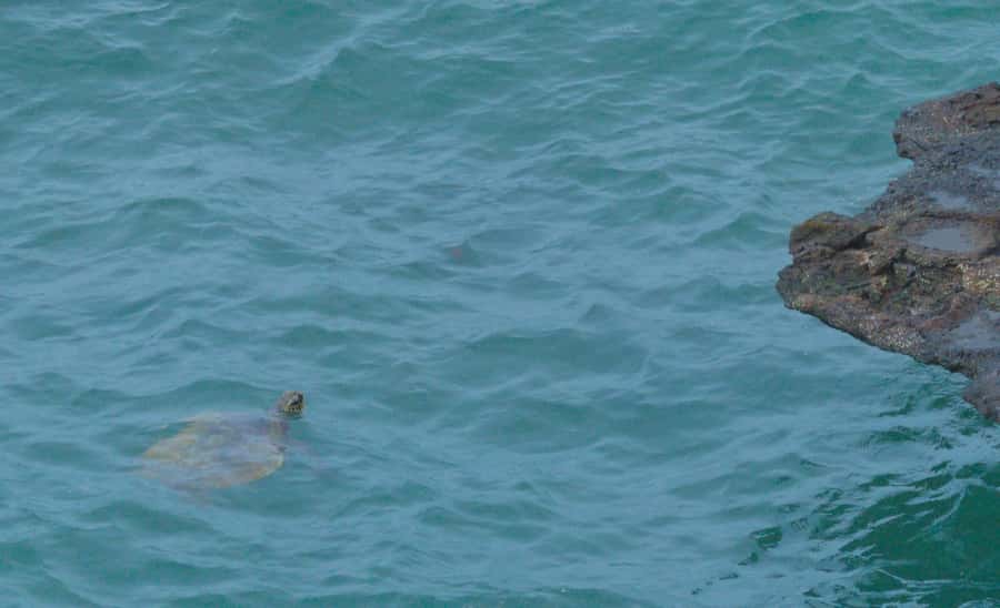 Boa Vista: Shark, Turtles, Cave, Sandboarding & Tasting Tour - Pickup timing, group size, and the open-air feel of the drive