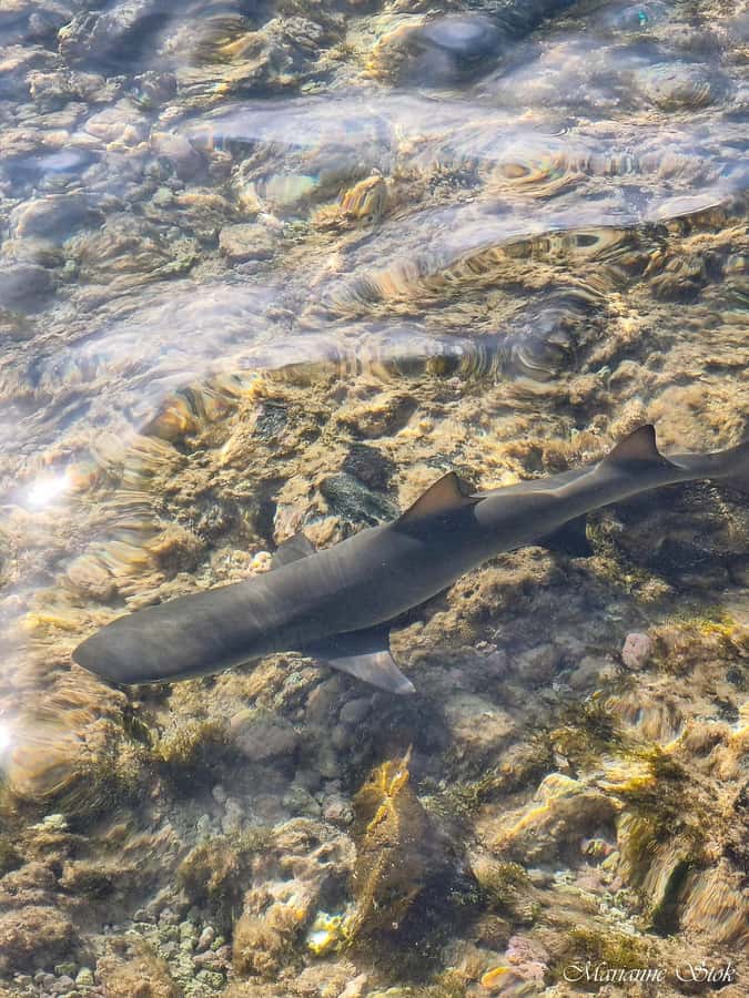 Boa Vista: Shark, Turtles, Cave, Sandboarding & Tasting Tour - Povoacao Velha and the grogue and ponche tasting