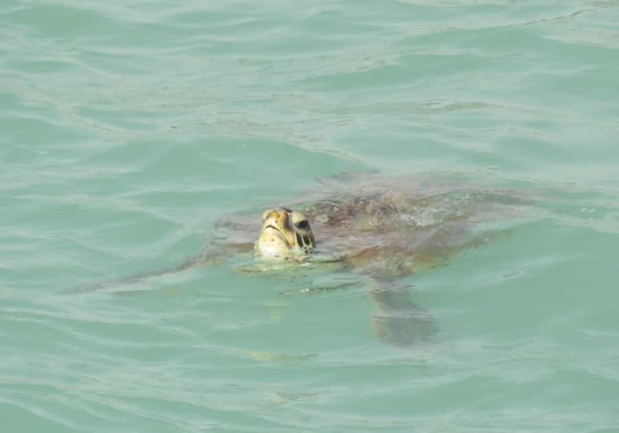 Boa Vista: Turtles, Sharks, City of Sal Rei, Santa Monica Beach, Shipwreck ... - Santa Maria shipwreck and Sal Rei city time for lunch