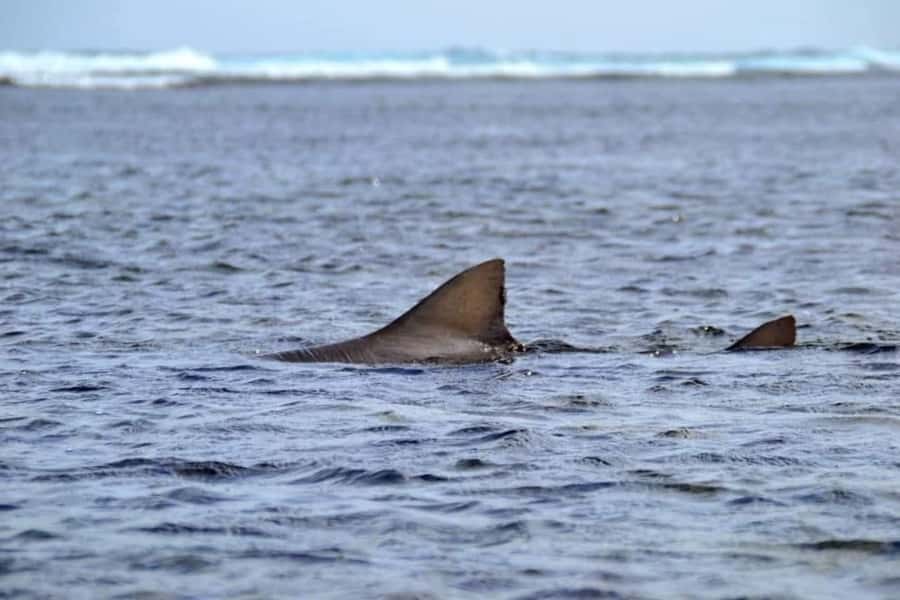 Boa Vista: Turtles, Sharks, City of Sal Rei, Santa Monica Beach, Shipwreck ... - Booking practicality and language options without the headache