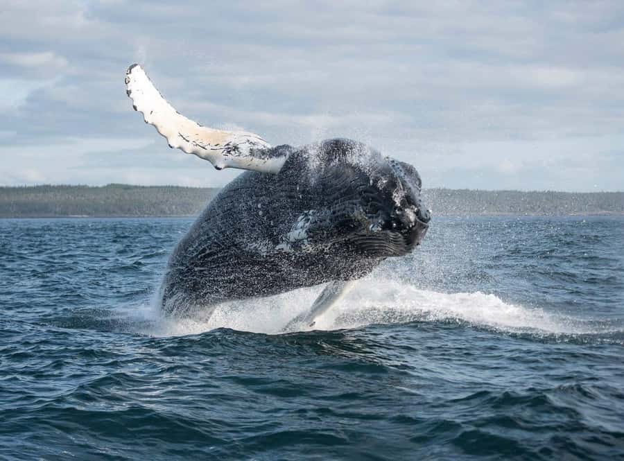 Boa Vista: Whale Watching Trip with Motoryacht - How the whale-watching works on Boa Vista