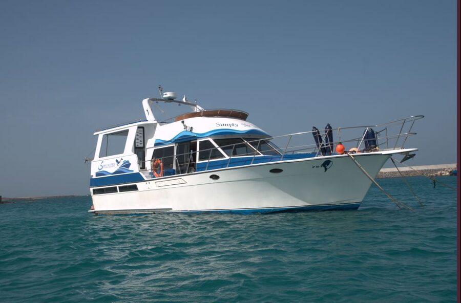 Boa Vista: Whale Watching Trip with Motoryacht - Searching around Boa Vista: what to look for, and why patience matters