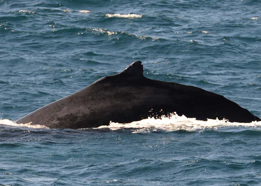 Boa Vista: Whale Watching Trip with Motoryacht - The boat experience: motoryacht comfort, ocean reality