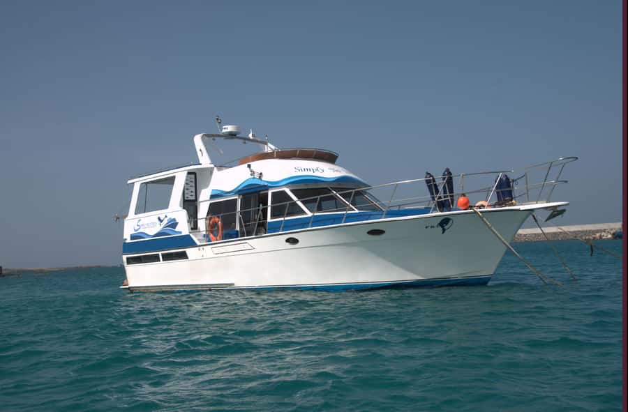 Boa Vista: Whale Watching Trip with Motoryacht - Who this tour suits best