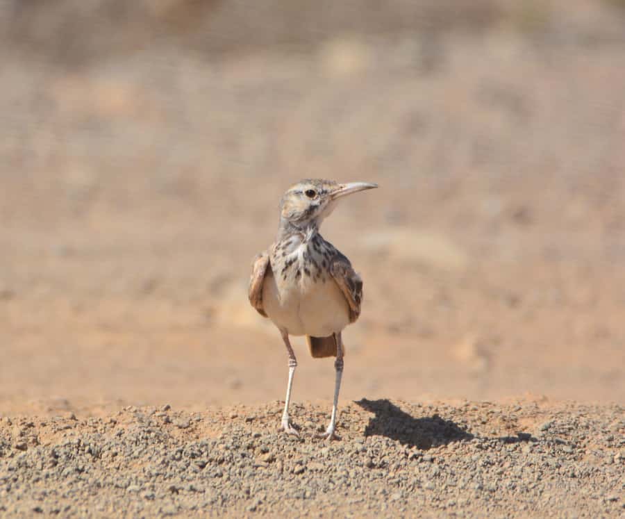 Boavista: Private Birdwatching Expedition in natural Habitat - Key Points at a Glance