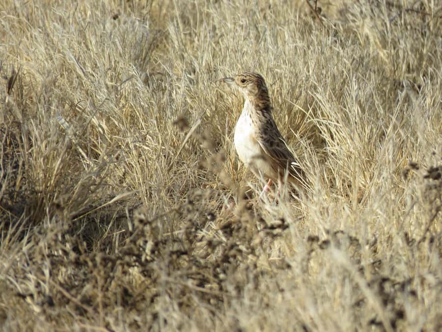 Boavista: Private Birdwatching Expedition in natural Habitat - Value Check: Is $176 Per Person a Good Deal?