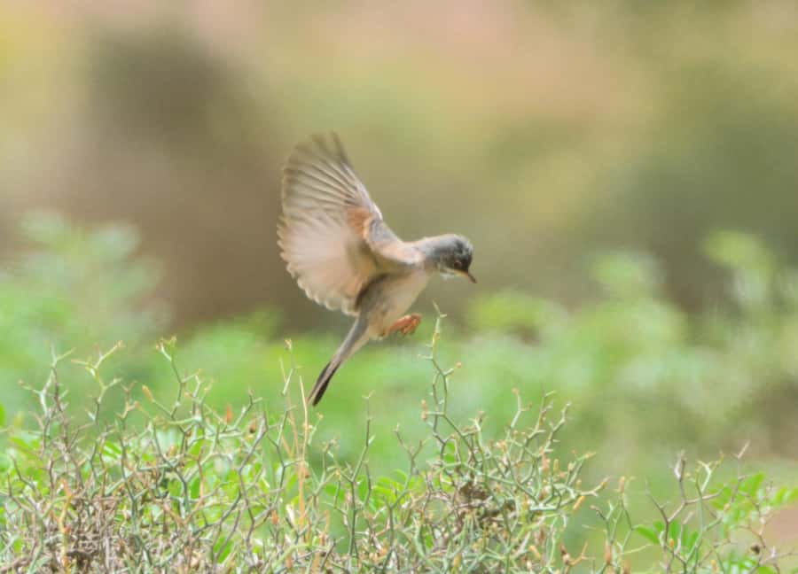Boavista: Private Birdwatching Expedition in natural Habitat - Boa Vista Birdwatching That Feels Like Real Nature, Not a Checklist