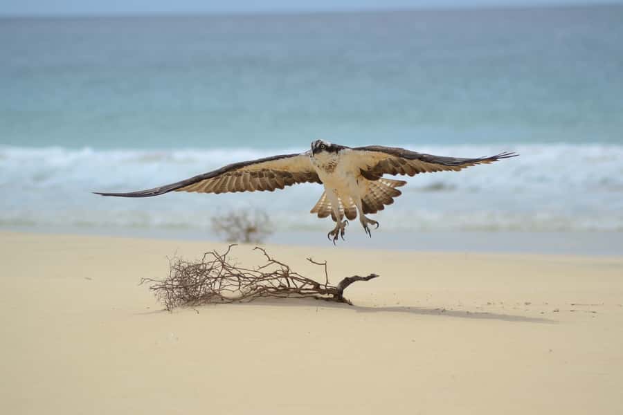 Boavista: Private Birdwatching Expedition in natural Habitat - Where the Guide Works: Protected Areas, Wetlands, and Salt Marsh Edges