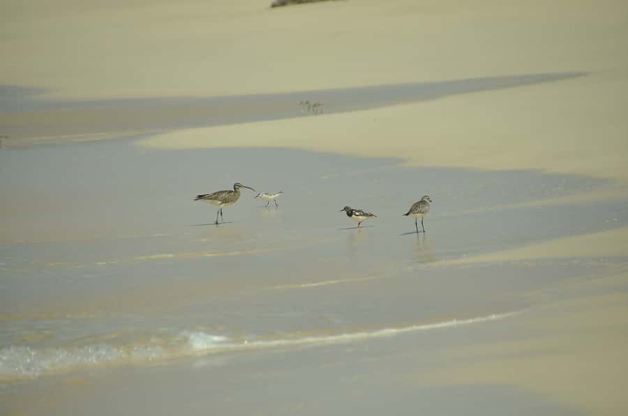 Boavista: Private Birdwatching Expedition in natural Habitat - Birds You Might See: Cape Verde Targets and Common Wow-Factors