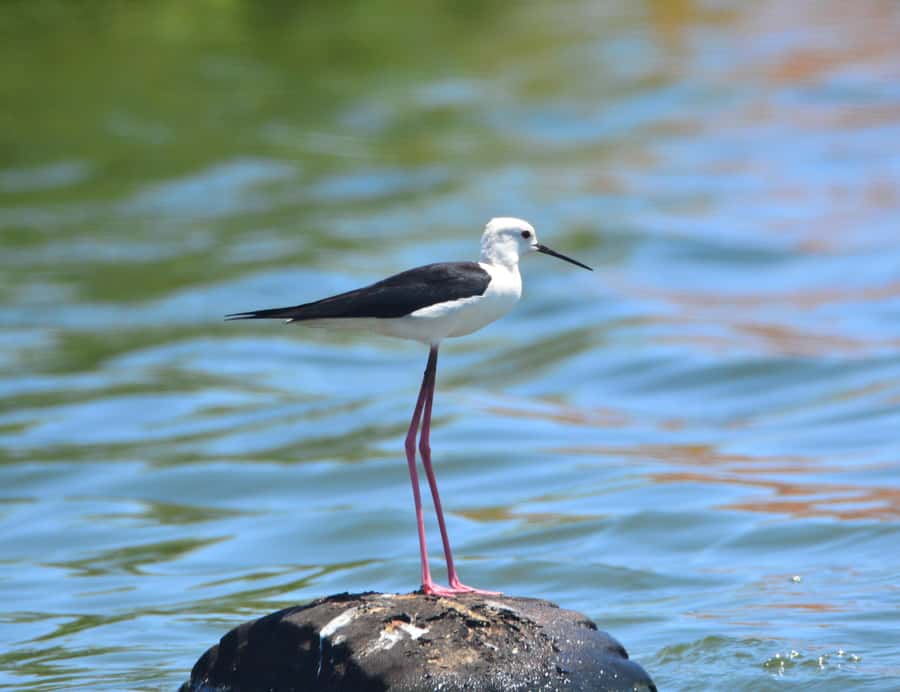 Boavista: Private Birdwatching Expedition in natural Habitat - Season and Timing: Why Early September Can Feel Slower