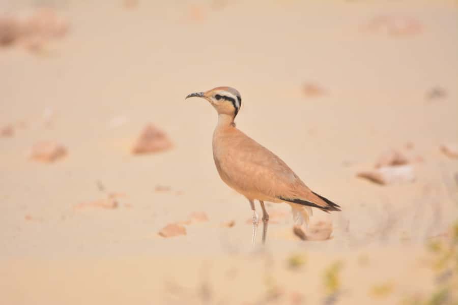 Boavista: Private Birdwatching Expedition in natural Habitat - Guide Quality Matters, So Manage the Communication
