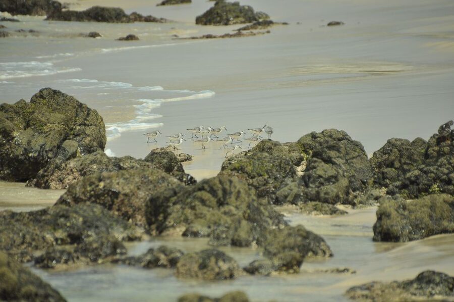 Boavista: Private Birdwatching Expedition in natural Habitat - What to Bring for Better Sightings and Better Photos