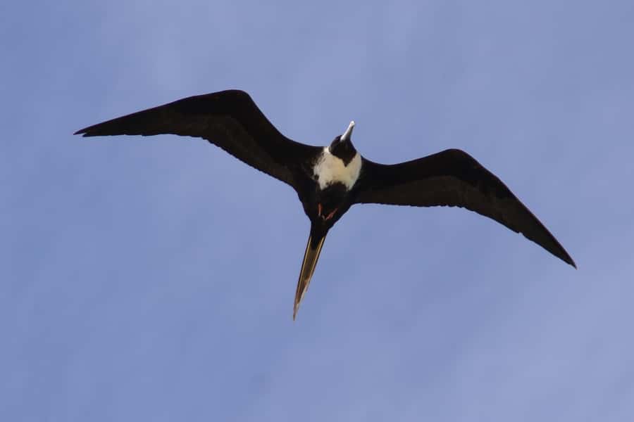 Boavista: Private Birdwatching Expedition in natural Habitat - Pace and Comfort: How the Jeep Tour Works for Mobility Levels