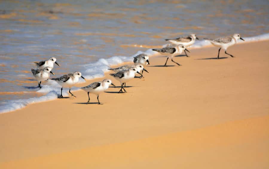 Boavista: Private Birdwatching Expedition in natural Habitat - The 4x4 Jeep Ride, Pickup, and Why Private Changes Everything