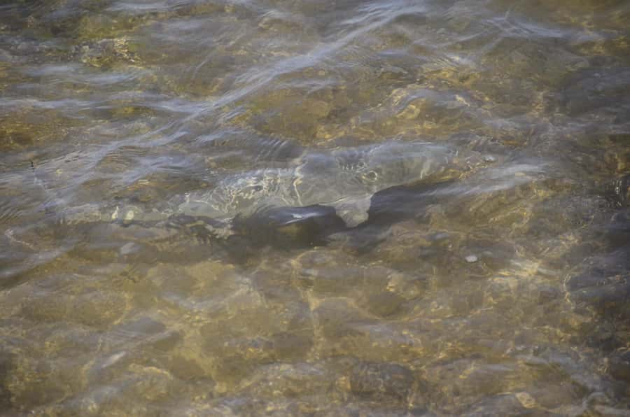 Boavista: Turtle, Shark, Santa Monica, Sandboard & Tasting - Key highlights at a glance