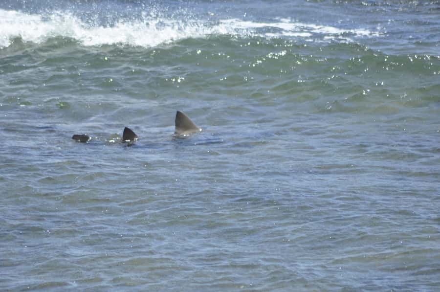 Boavista: Turtle, Shark, Santa Monica, Sandboard & Tasting - Baía de Tartaruga and the green turtle experience