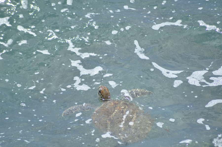 Boavista: Turtle, Shark, Santa Monica, Sandboard & Tasting - Santa Monica Beach stop, enjoy it even if it is short