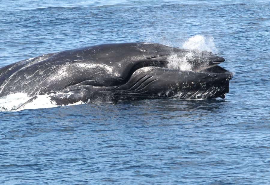 Boavista: Whale Watching half day trip - Key Things I’d Focus On Before Booking