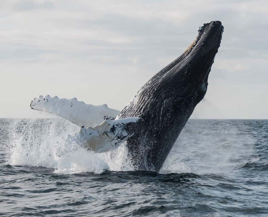 Boavista: Whale Watching half day trip - Hotel Pickup to Sal Rei Port, Then On Water