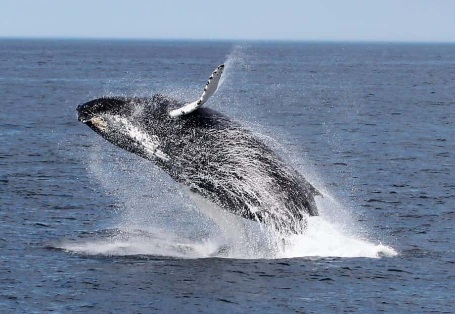 Boavista: Whale Watching half day trip - The Biologist Briefing That Changes How You Watch