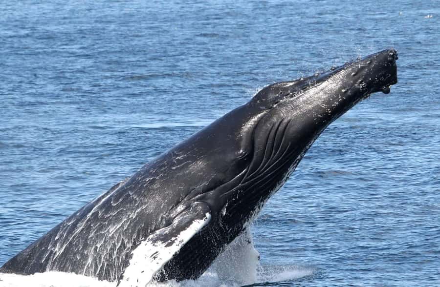 Boavista: Whale Watching half day trip - Weather, Waves, and the Sighting Reality Check