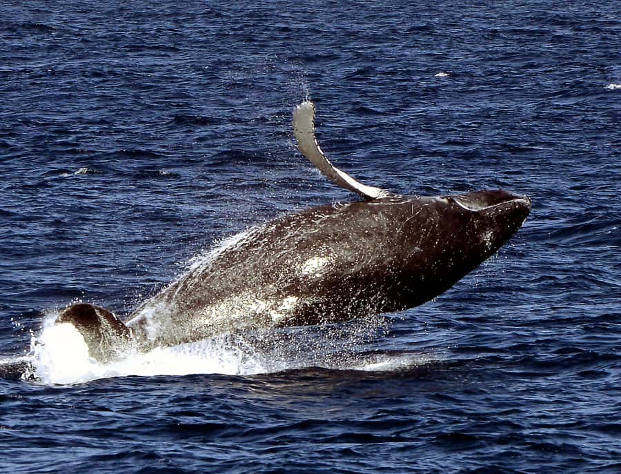 Boavista: Whale Watching half day trip - Price Value: What You Get for $76 Per Person