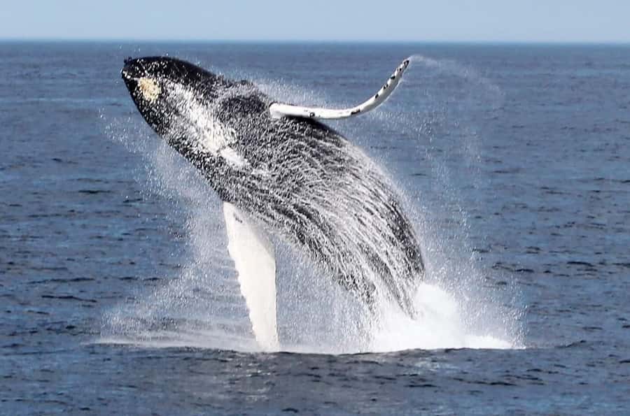 Boavista: Whale Watching half day trip - The Zodiac Boat Is the Point, Not a Detail