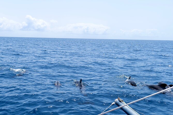 Catamaran Half Day - Beautiful day on the Atlantic Ocean - Weather and wind: when the ocean decides the sailing style