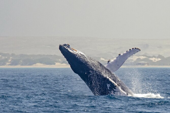 Catamaran Sailing Tour or Whale Watching at Boa Vista - A season-switching catamaran in Sal Rei Bay