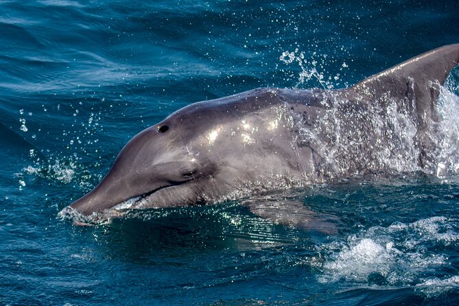Catamaran Sailing Tour or Whale Watching at Boa Vista - The small group advantage: 8 people changes everything