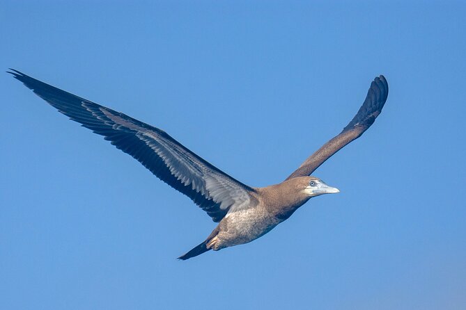Catamaran Sailing Tour or Whale Watching at Boa Vista - Boat comfort and what the included time feels like