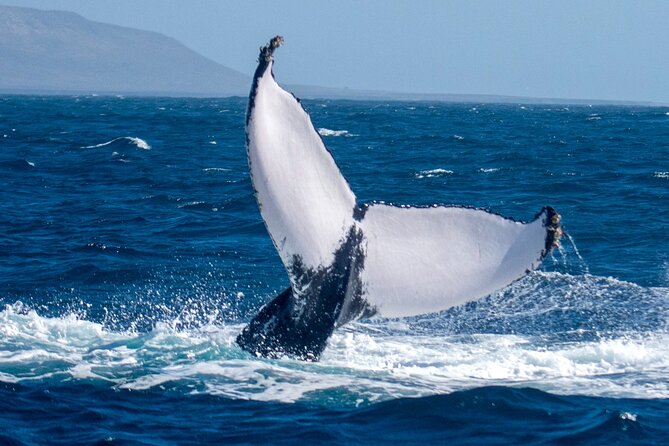 Catamaran Sailing Tour or Whale Watching at Boa Vista - Price and value: $84.92 for sailing plus transfers plus basics