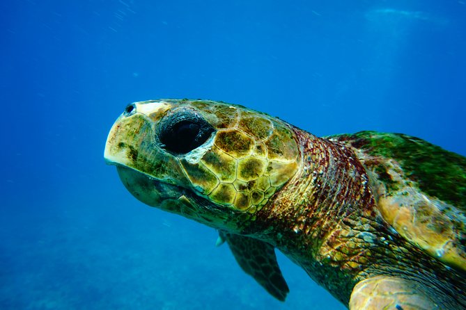 Discover Scuba Diving in Sal - Why This First-Time Scuba Session Works So Well in Santa Maria