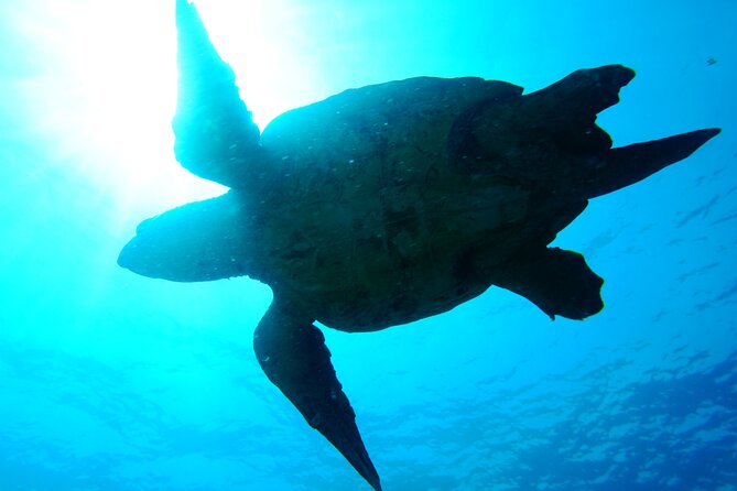 Discover Scuba Diving in Sal - Price, Value, and What You Are Actually Paying For