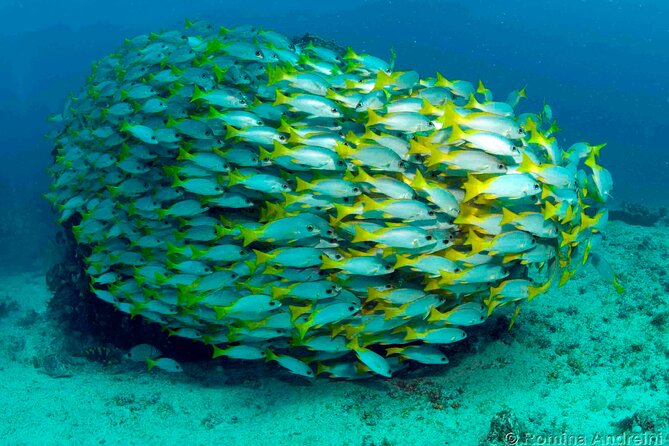 Discover Scuba Diving in Sal - Who This Experience Suits Best (And Who Should Rethink It)