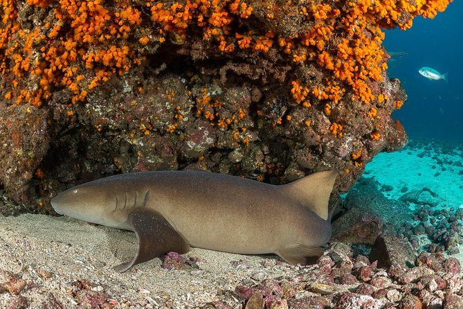 Double Diving in Sal Island - Half Day - Picking the sites: coral, tropical fish, turtles, and wrecks