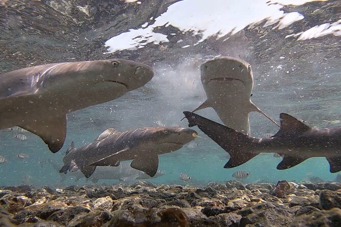 Experience on Sal Island with native and certified guide (including sharks) - Shark Bay: the lemon sharks portion